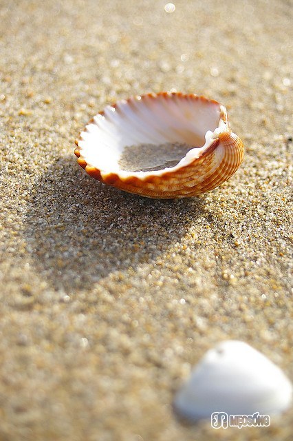 Image Meditation 
